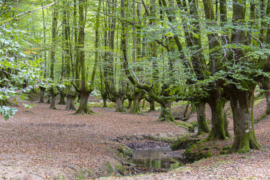 Vizcaya - parque natural del Gorbea 02 - hayedo de Otxarreta.jpg